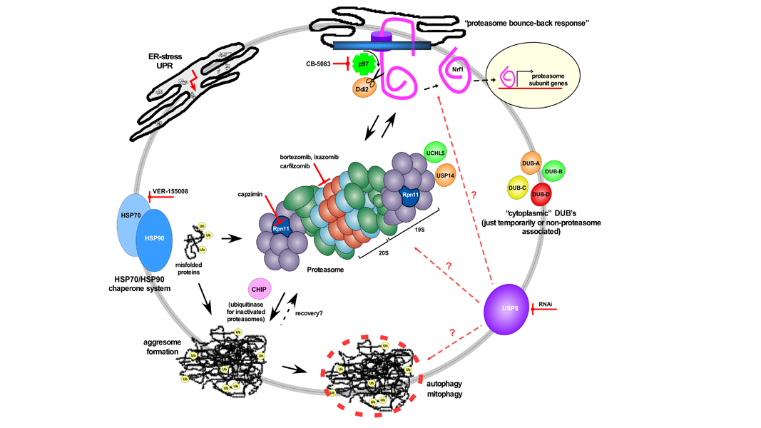 Schaubild zur Proteinhomöostase
