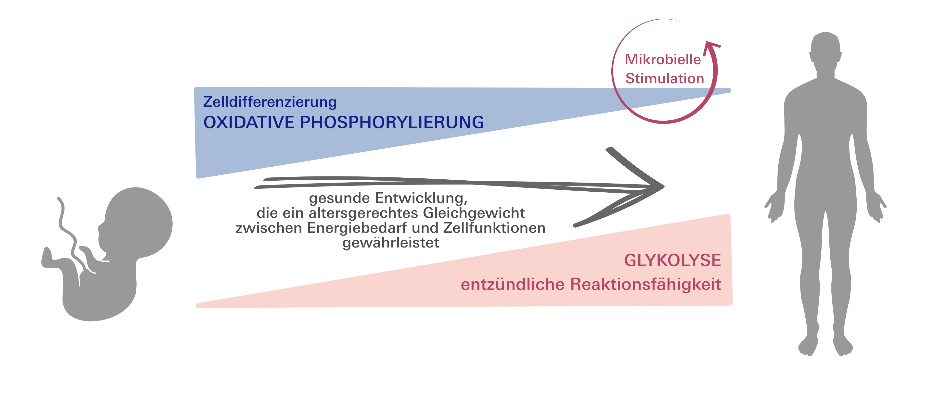 Die Illustration zeigt links ein Neugeborenes mit Nabelschnur, rechts eine erwachsene Person, dazwischen Elemente um den Stoffwechsel zu illustrieren: blaues Dreieck oben steht für oxidative Phosphorylierung, das nach rechts immer spitzer wird, rotes Dreieck unten steht für Glykolyse, das nach nach rechts immer breiter wird. 